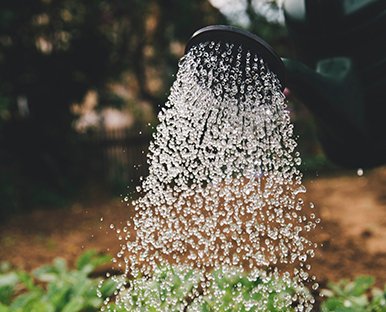 Sustainability Starts at the Root